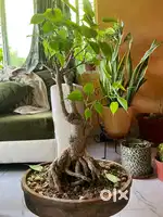 Bonsai tree