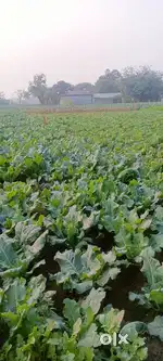 Premium plot for sell near ,new bus stand udamarekha