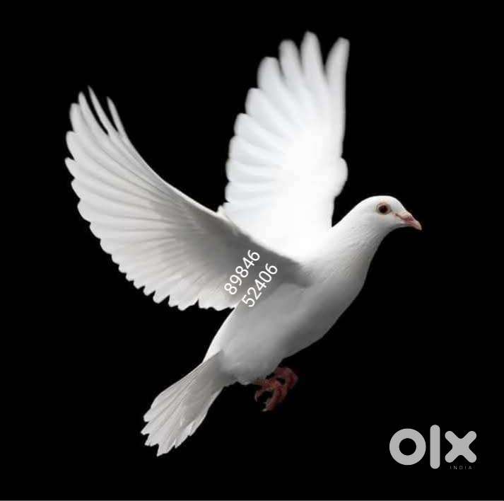 भाड़े पर फ्लैट उपलब्ध है