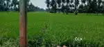 Agriculture 1 Acre ITUKULAGUNTA east facing road side Thaar road laid