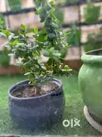 Jade plant
