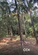 15 cent land for sale near karikkad center