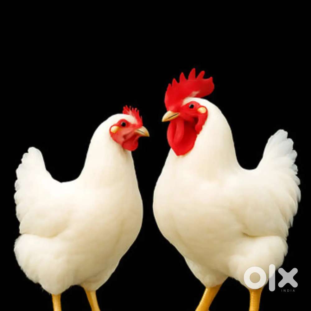 Chicken cutting master