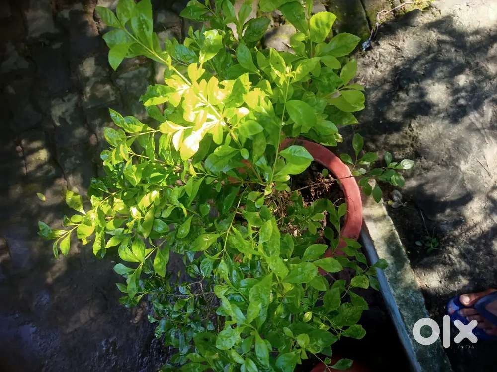 Flower pot or planter