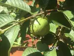 Farm maintenance supervisor