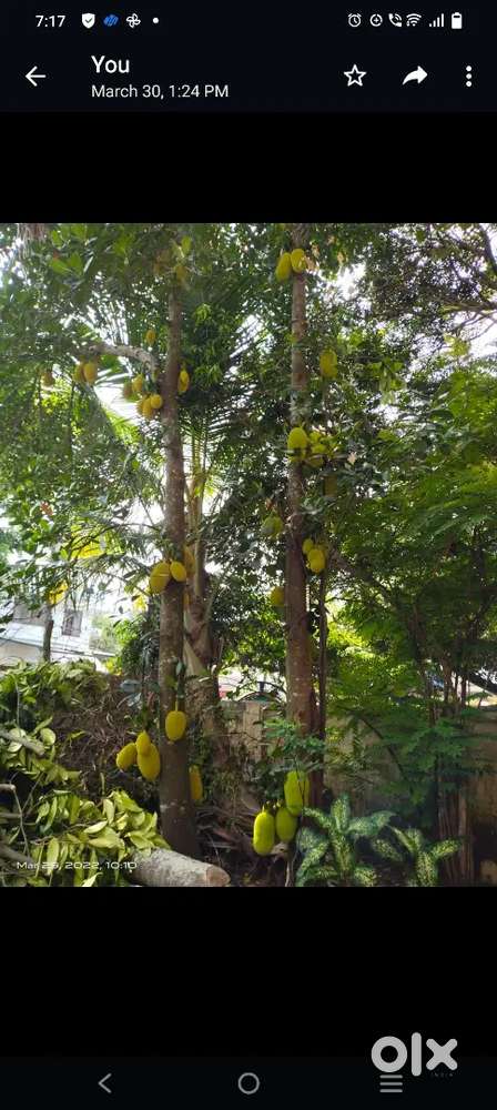 18 cents near Marari Beach @ 7 lac / cent