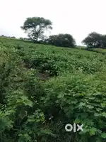 Urgent bechni he, Ratlam ke pass palsoda me