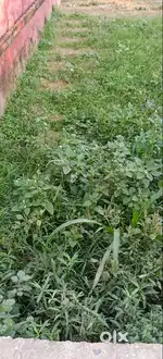 Agricultural/Investment Land for Sale in Bhelwa, Raxaul – Near India-N