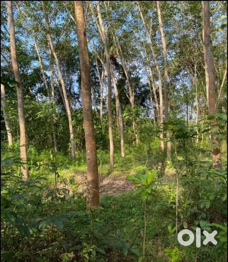 1 acre Rubber plot for sale in Muthana,Varkala