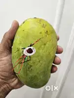 Talala sasan gir junagad kesar mango