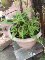 Best plant for house