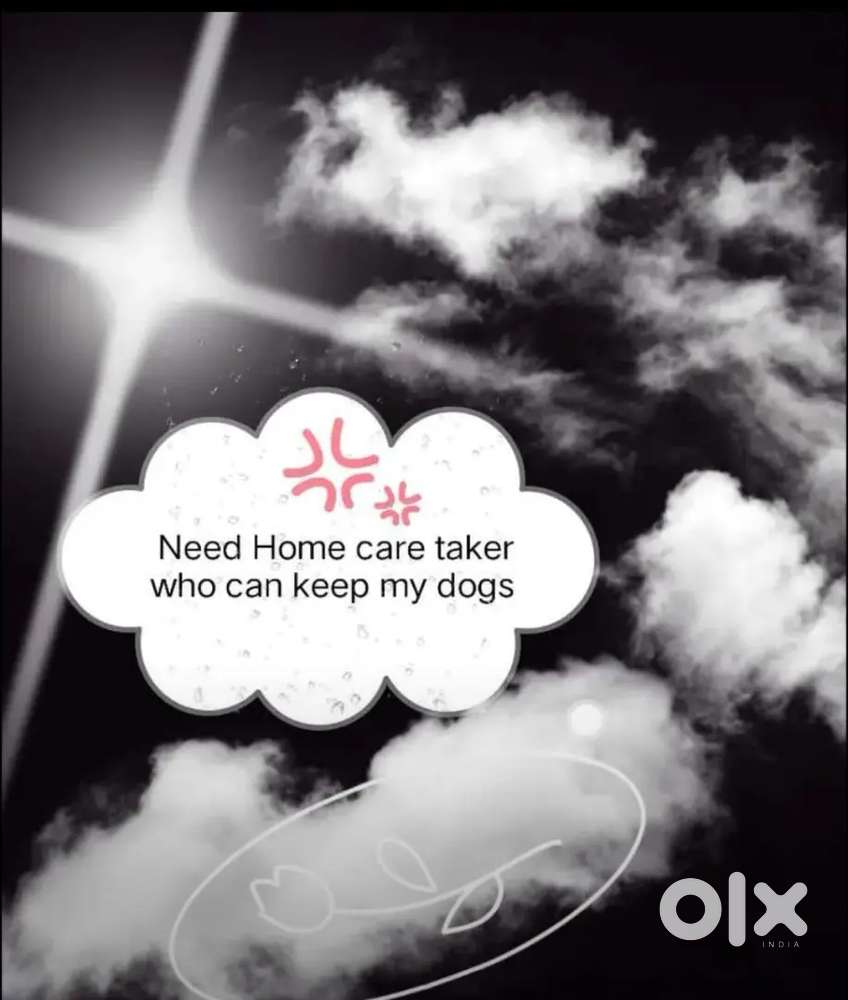 Need home dog Caretaker full time