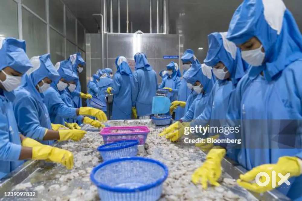 Urgently we required for prawn factory,cake company