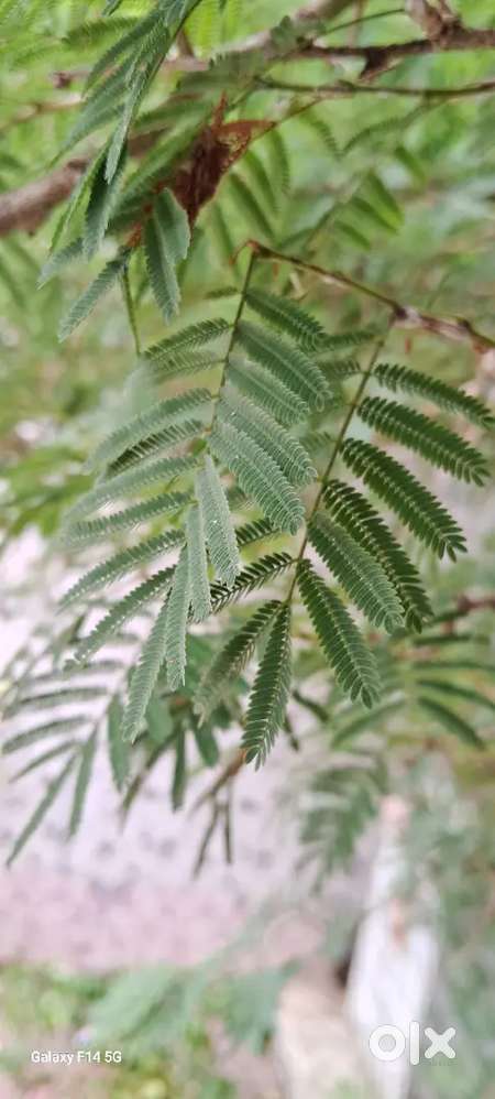 Land with front and road avialable for sale