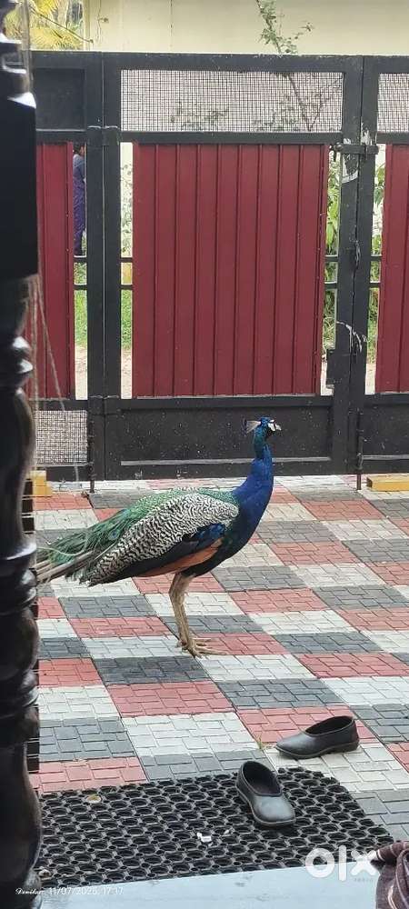 Office assistant at nbfc neyyattinkara