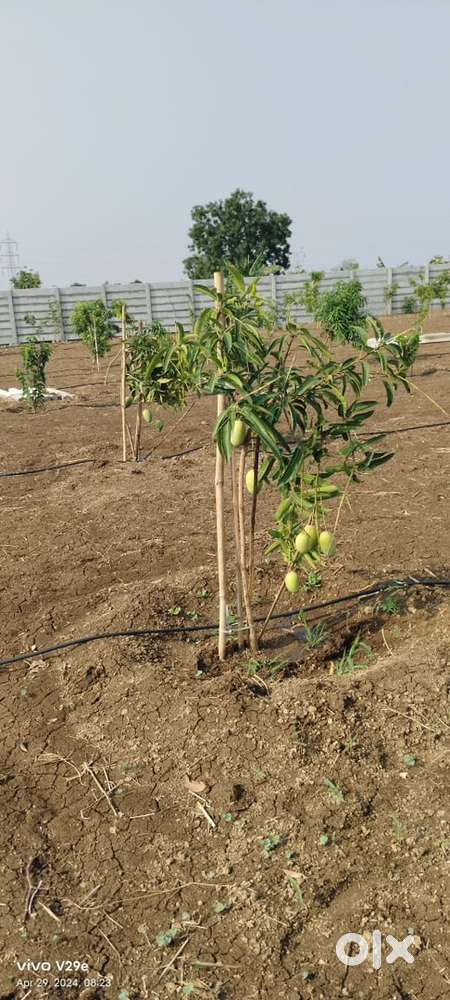 Shreeshailam Highway , Plots @ 1999/-  Amangal Area