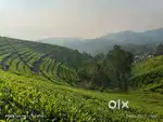 Vagamon uluppunni 10 AC LA Pattayam Land for sale