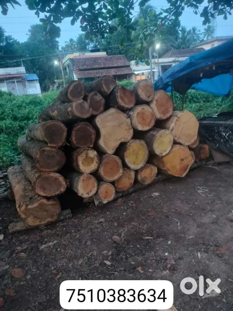 Teak wood and പ്ലാവു