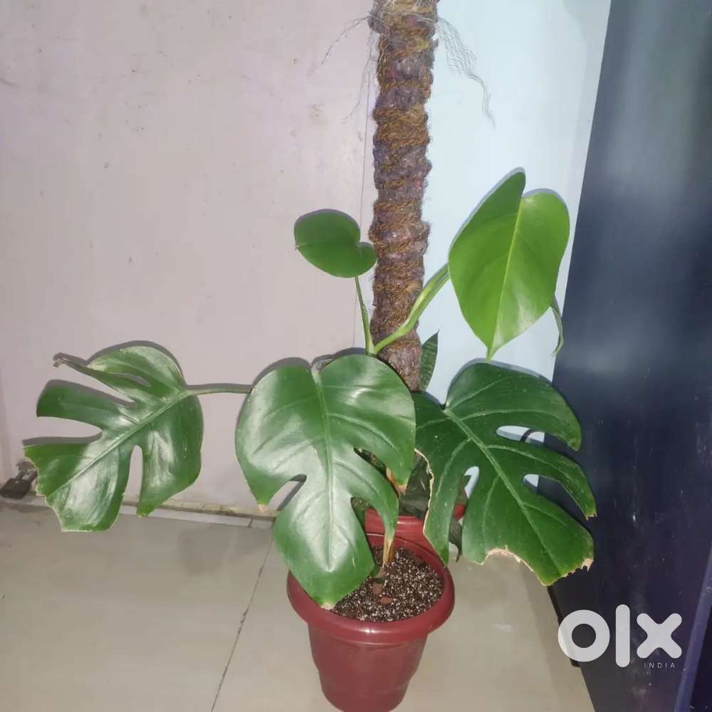 Montera and other Plants with pot