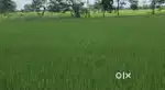 धमतरी में कम दाम पर खेत बिक्री