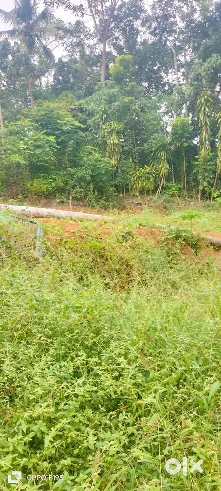 125 cent + 125 cent plot sale elanad kannambra vadakanchery  bus road