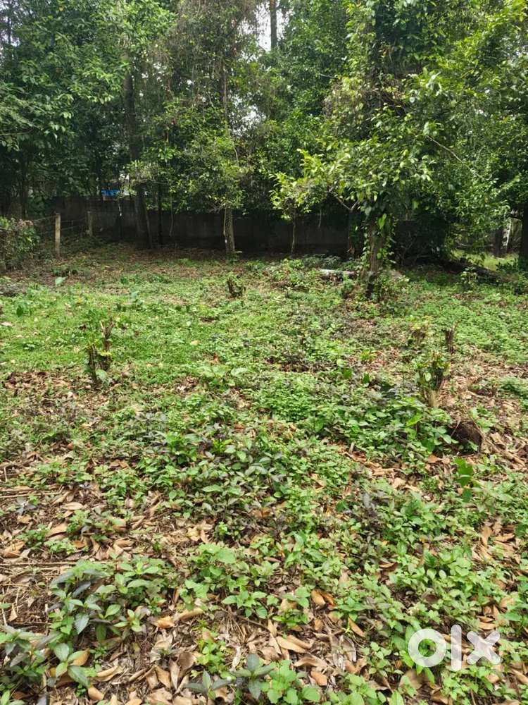 Plot for sale in Karukutty
