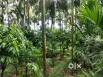 Land for sale near Anandapuram, Thrissur about 3 Acres