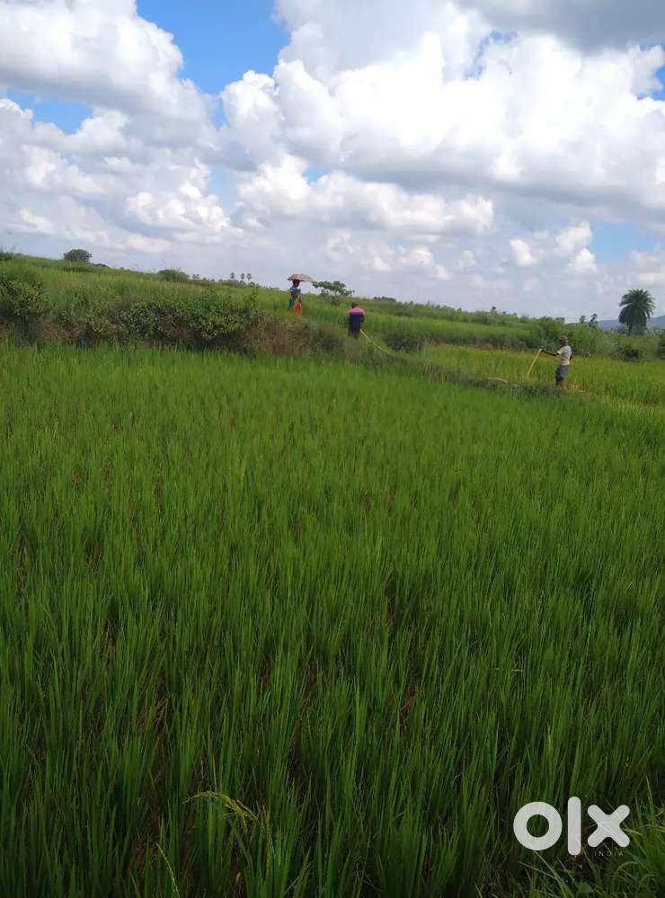 Plot.. 12guntha..per1..3lakh