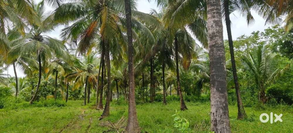 1.60 acres coconut farm for sale in kozhinjampara,chittur