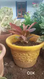 Indoor Plants – Ready to Grow, Free Pot