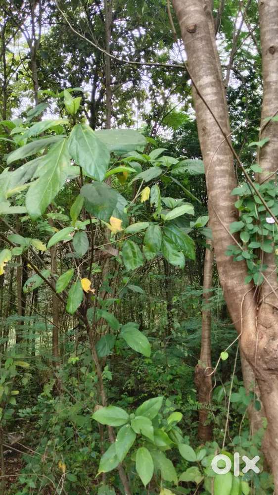 This plot situvated pazhayannur thrissur elanad road cherukara