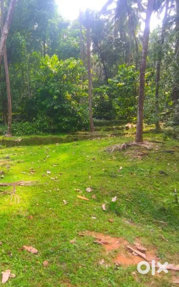 7 cent house plot for sale near paropadi