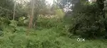 Mundayad, Elayavoor Panchayath Busstop,600 MTRS away from main road, ,