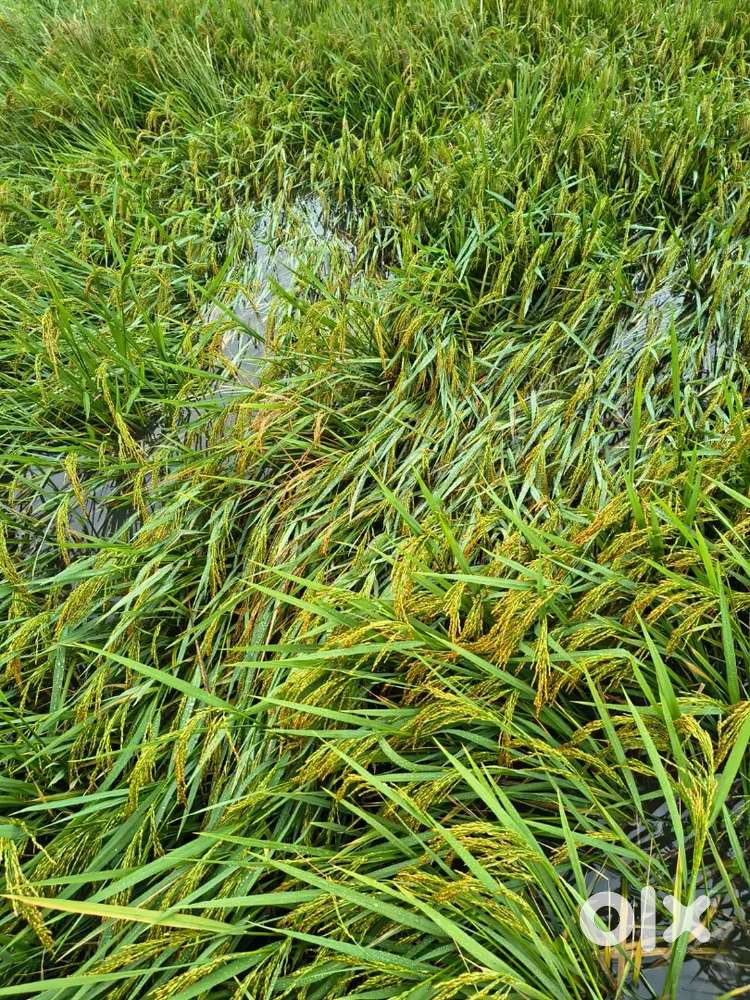 Total 65 lakhs per acre