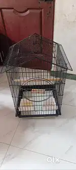 Love birds