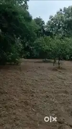 Mango plant