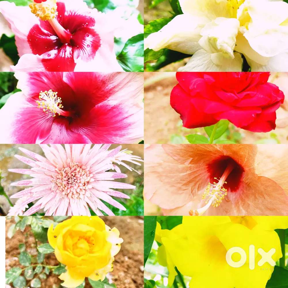 Floral Nursury
