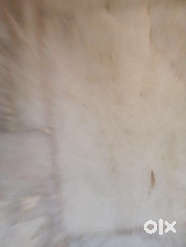 Any English typeing work