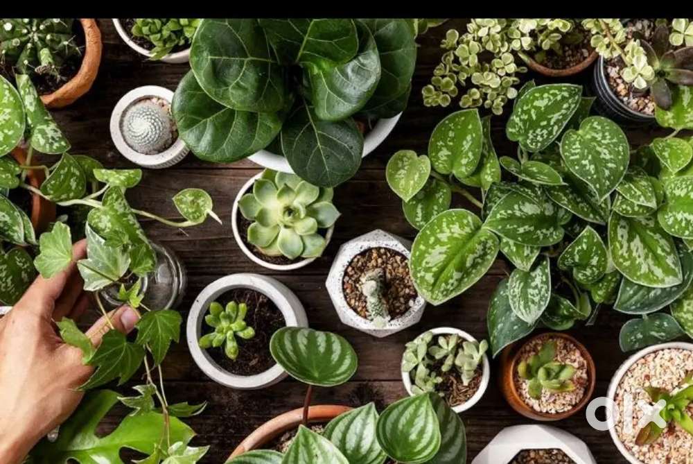Healthy Living Green Plant