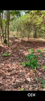 Housing plot 10 cent (parambu) for sale