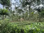 50 CENT LAND WITH HOUSE FOR SALE IN MEENANGADI