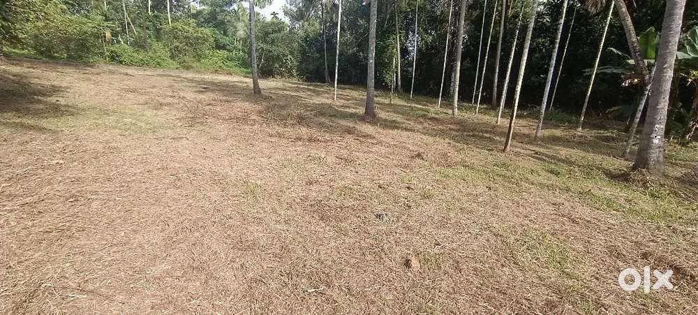 ANGAMALY APPOLLO HOSPITAL 2.KM ,5,6,8, 10 CENT PLOTS AVAILABLE