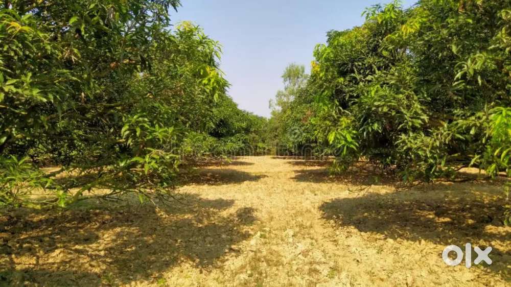 10acres mango garden for sale between railway kodur- chitvel