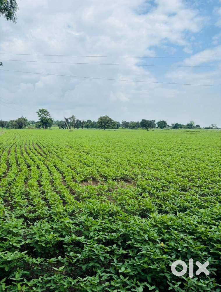 3 bigha jamin sonkatch main