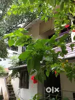 5 BHM INDIPENDENT UNFURNISHED OFFICE  HOUSE TRIPUNITHURA SN JUNCTION
