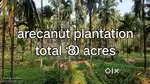 Beautiful,near town 3 acre arecanut estate near Ajekar Udupi  for sale