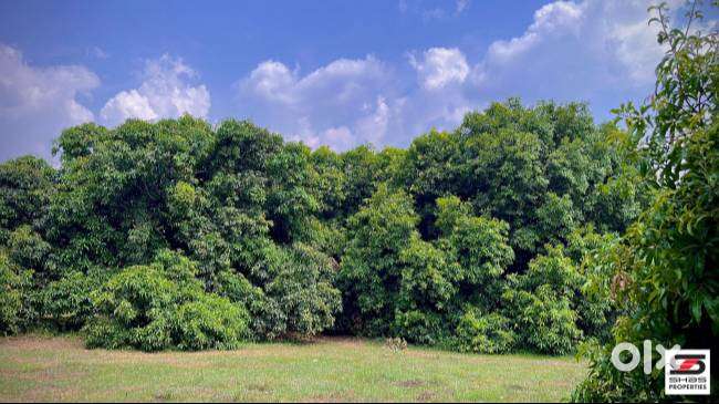 Mango farm for sale in Walayar, Palakkad