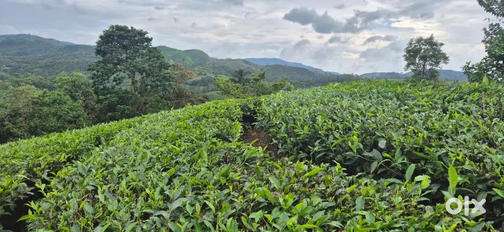 4.5 Acre view land for resort in Vagamon uluppuni 1 lak per cent neg