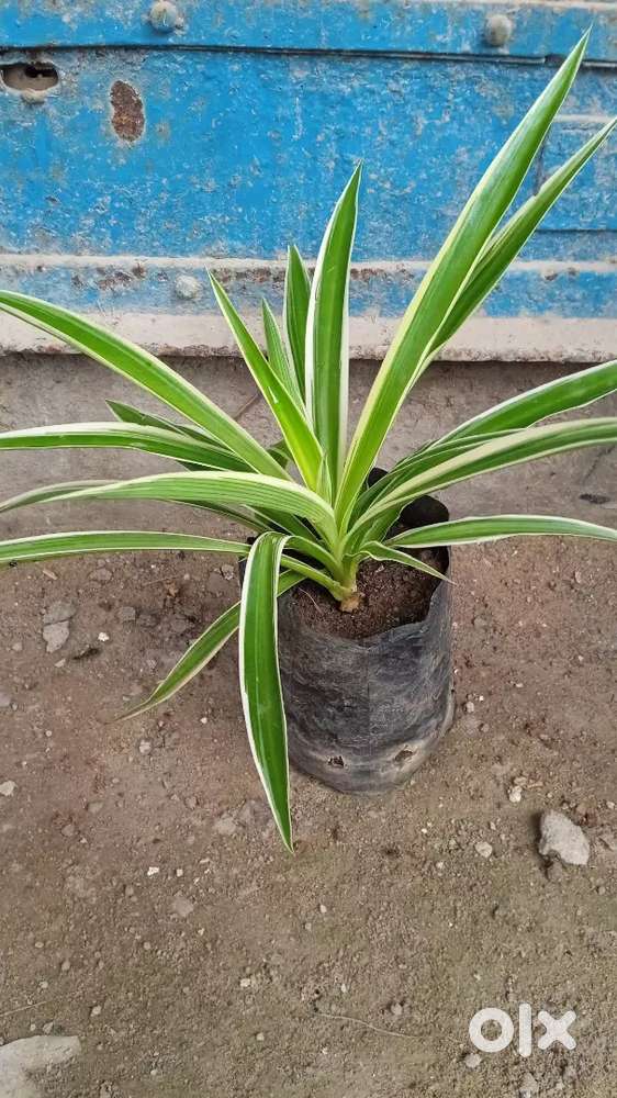 Indoor and outdoor plants available