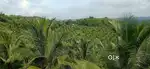 14 acre bantwal